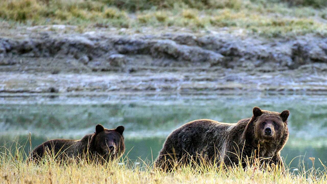Les grizzlys de Yellowstone retirés de la liste des animaux protégés