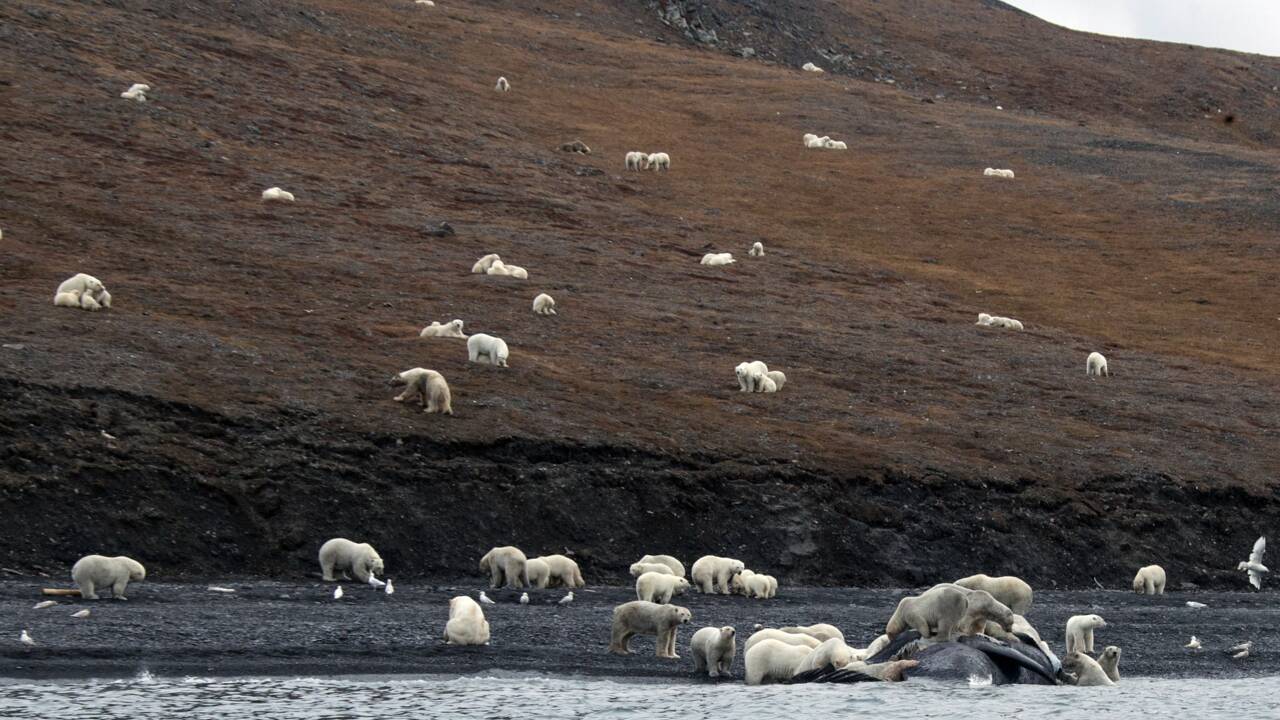 Des ours polaires massés sur une île à cause du réchauffement