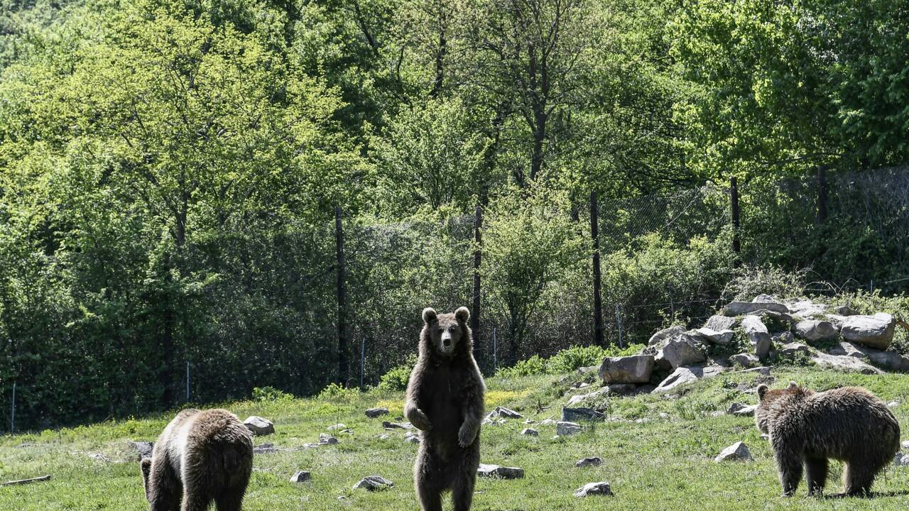 Dans le nord de la Grèce, un refuge pour ours et loups traumatisés