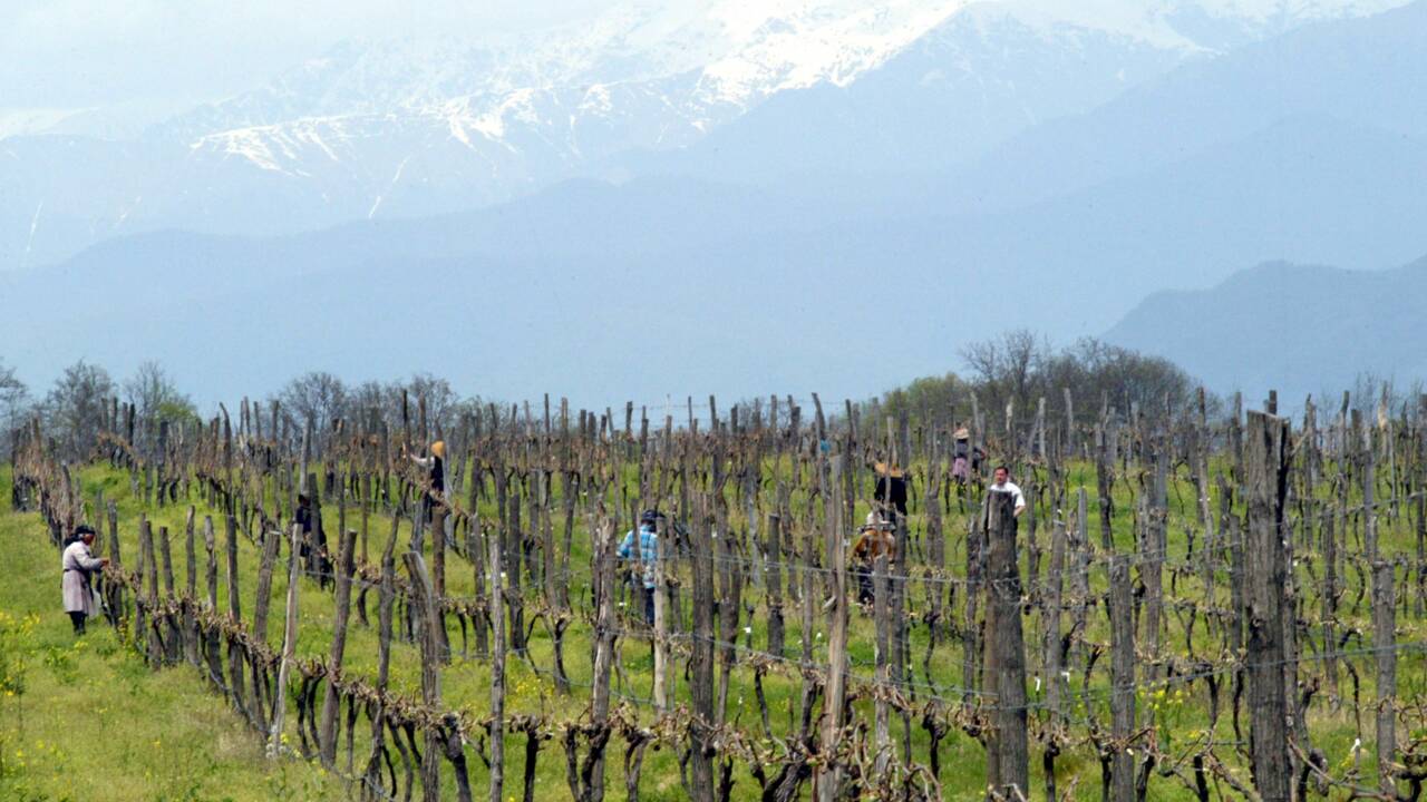 De l'Argentine au Japon, une viticulture vulnérable face à Dame Nature