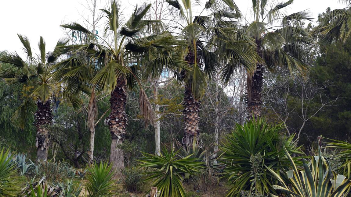 La mort des palmiers enfin prise en compte par la FAO