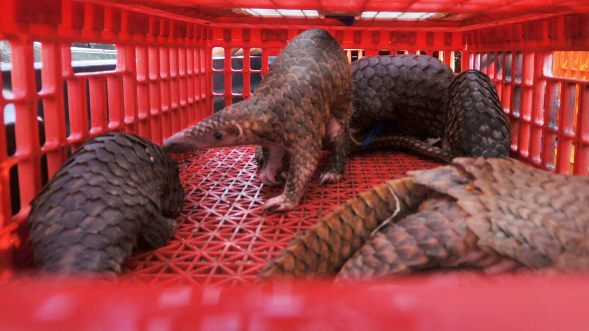 le ghana veut reformer sa lutte contre le braconnage des pangolins geo fr
