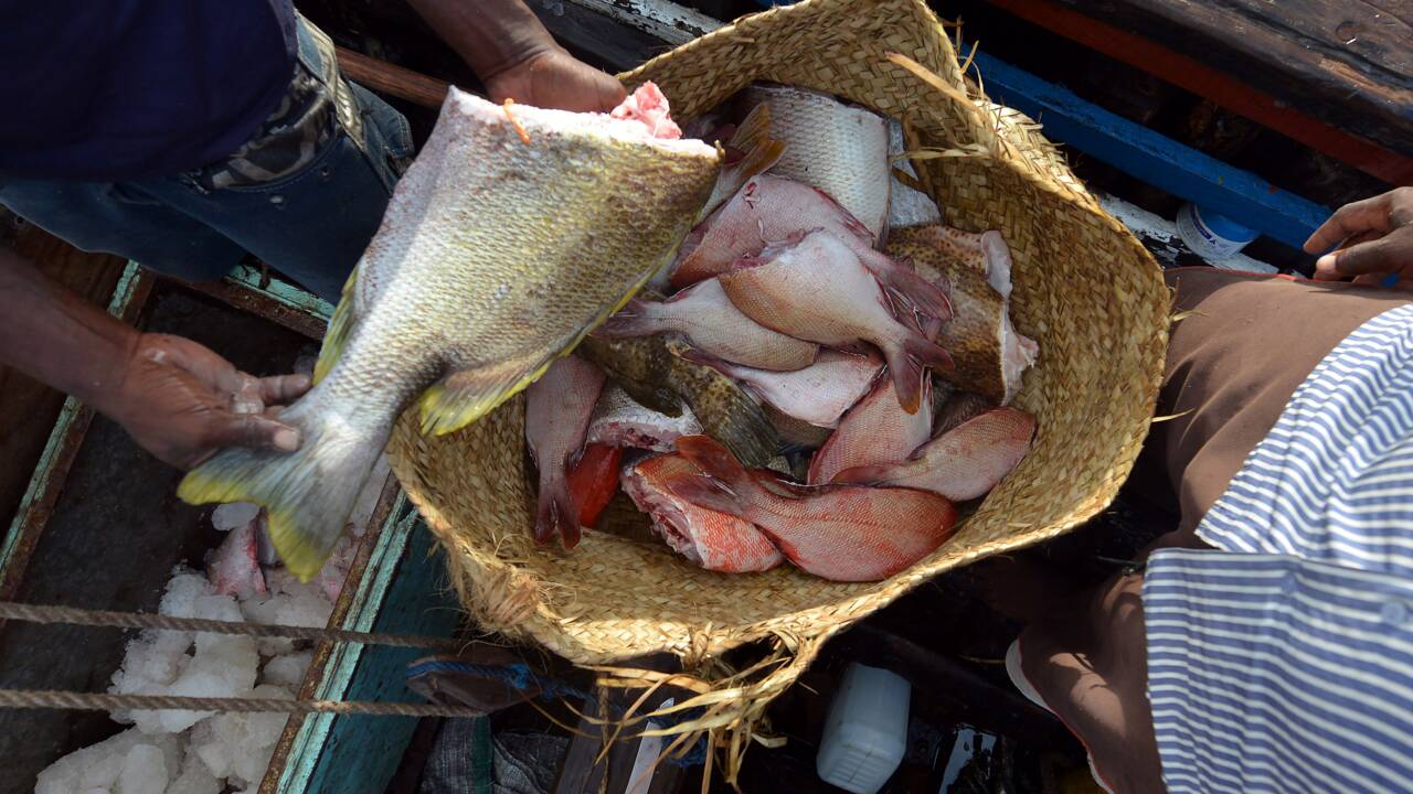 Kenya: l'océan se vide, les pêcheurs s'adaptent pour survivre