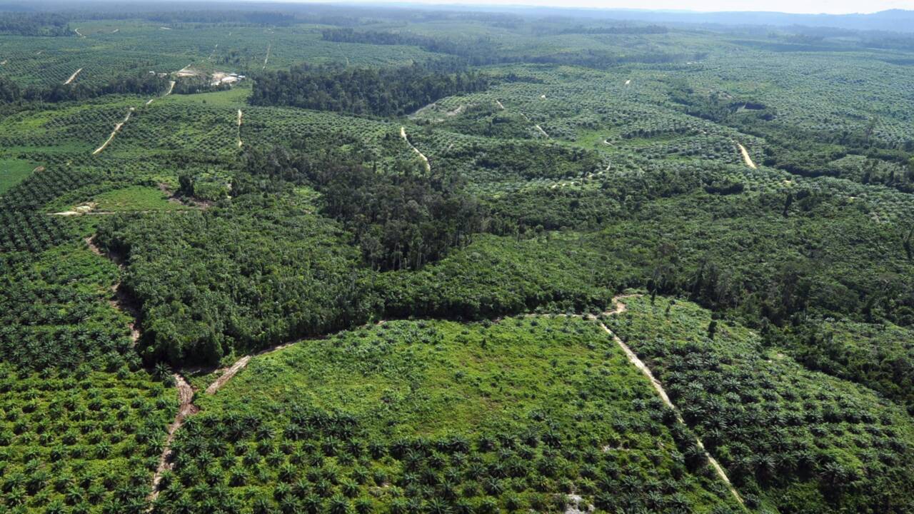 HSBC finance la destruction de forêt tropicale, selon Greenpeace