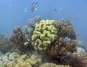 Grande barrière: les coraux ayant survécu au blanchissement sont plus résistants
