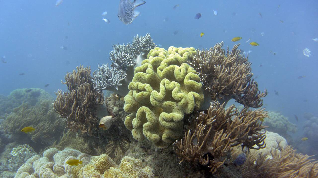 Océans: Les zones mortes menacent de nombreux récifs coralliens