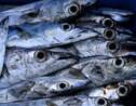 Les poissons d'eau douce cruciaux pour la sécurité alimentaire dans le tiers-monde
