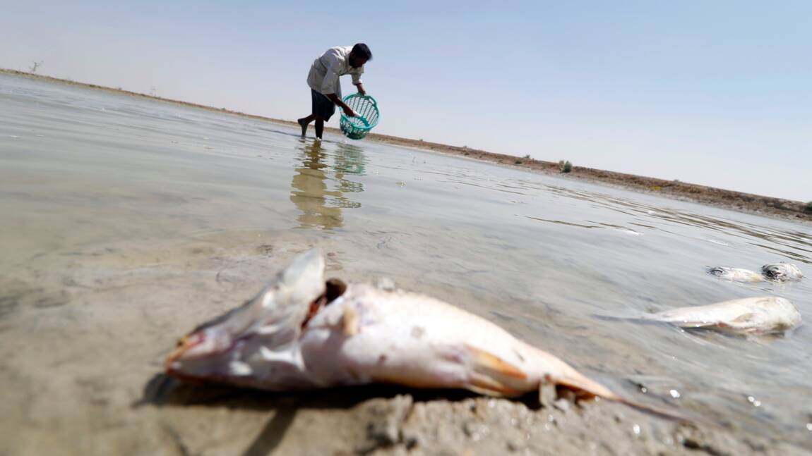 A Bassora, l'eau salée et polluée détruit tout sur son passage