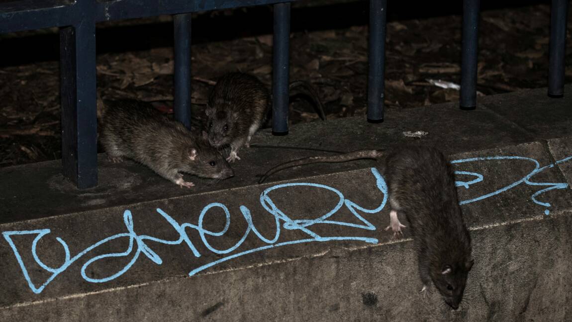 Crue à Paris : des rats plus visibles mais pas plus nombreux