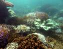 Les hydrocarbures, sujet sensible du parc de la mer de Corail en Nouvelle-Calédonie