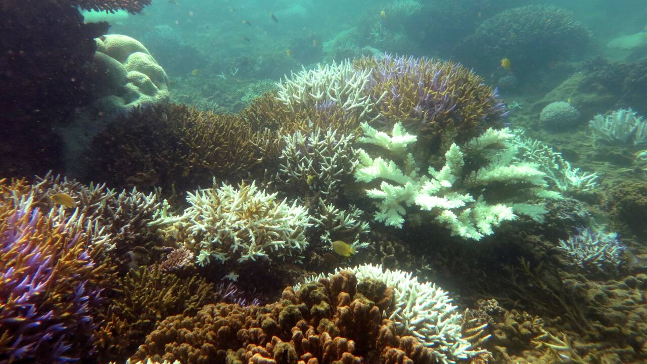Les hydrocarbures, sujet sensible du parc de la mer de Corail en Nouvelle-Calédonie