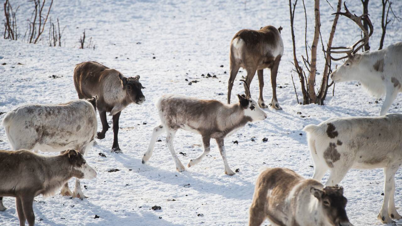 Records de chaleur dans l'Arctique : les rennes envahissent les tunnels