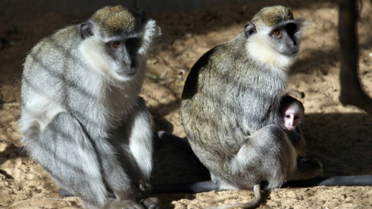 Des femelles singes incitent les mâles à aller au combat