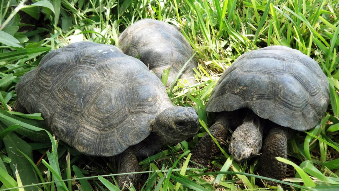 Pérou: 29 tortues des Galapagos saisies à des trafiquants