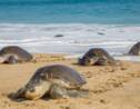 Mexique: 122 tortues marines trouvées mortes sur des plages du sud