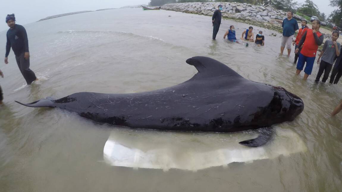 Thaïlande: un dauphin-pilote meurt après avoir avalé 80 sacs en plastique
