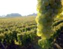 Changement climatique et nouvelle règlementation pourraient faire renaître le vin en Bretagne