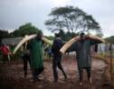 Un des derniers éléphants aux "défenses géantes" tué au Kenya