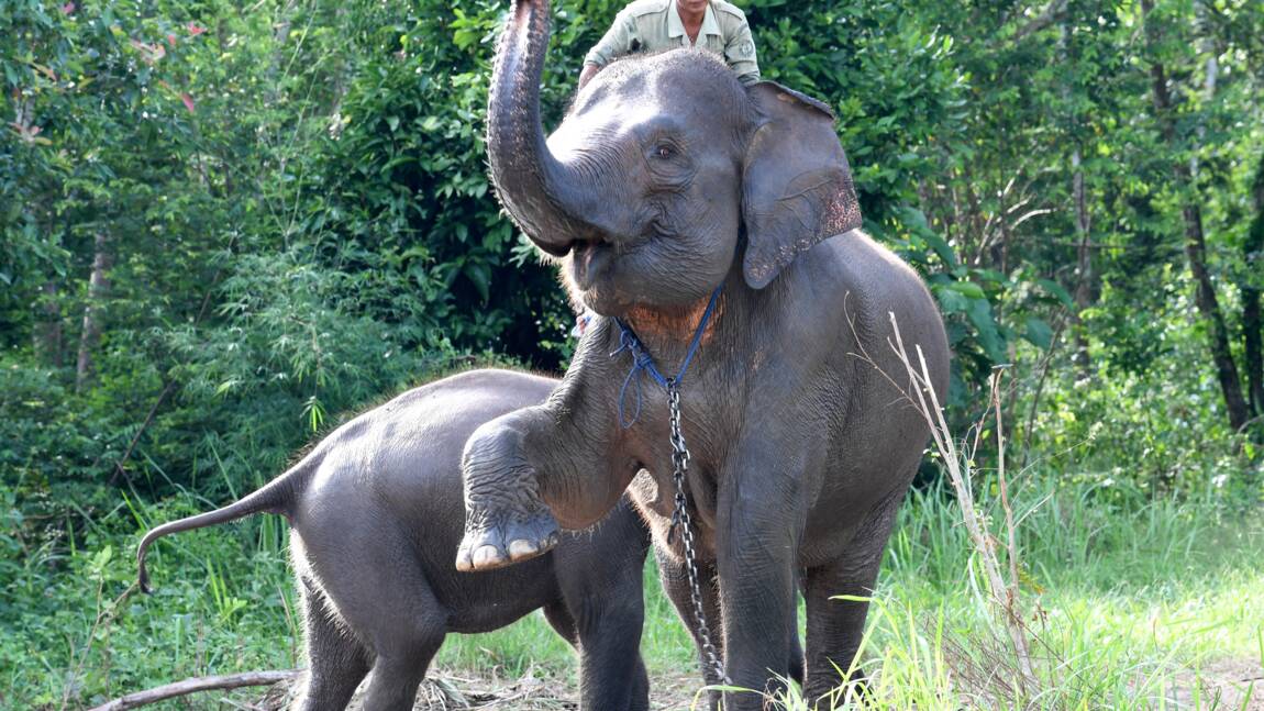 Indonésie : une éléphante de Sumatra tuée,  probablement par balles