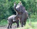 Indonésie : une éléphante de Sumatra tuée,  probablement par balles