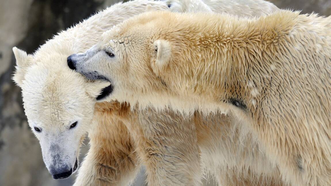 L'ours polaire ne trouve plus assez de phoques pour se rassasier (étude)