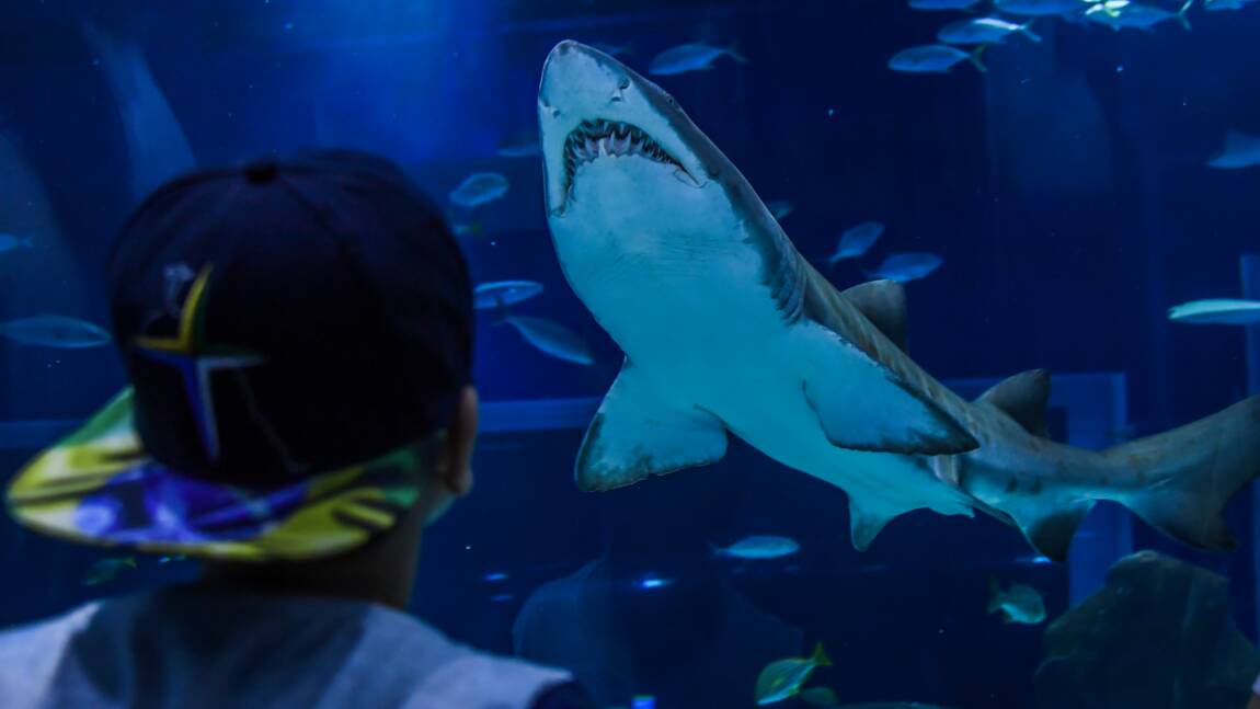 Mission fécondation à Rio pour des requins