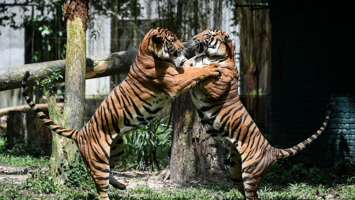 Malaisie: six Vietnamiens arrêtés pour braconnage de tigres de Malaisie