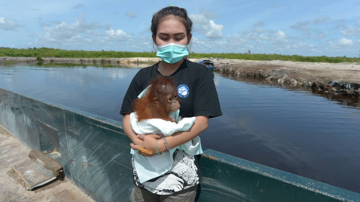 Indonésie: un bébé orang-outan vivant dans une famille récupéré
