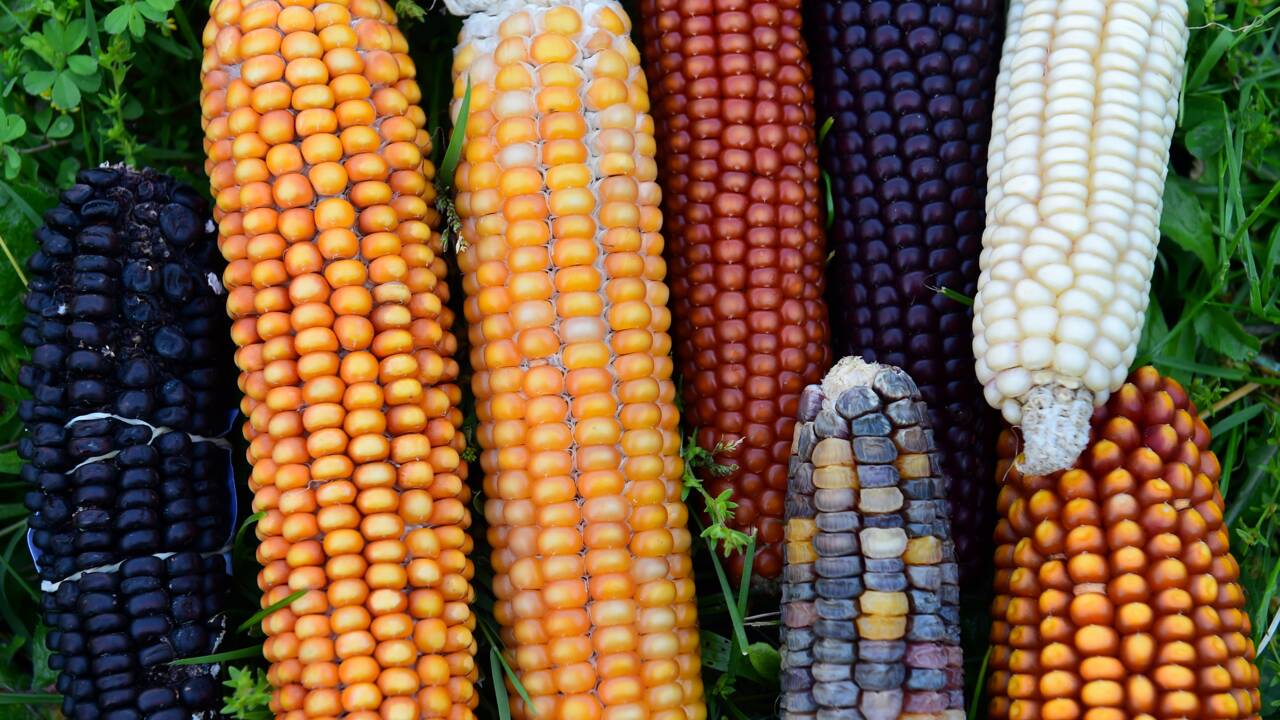 En Dordogne, le "maïs paysan" pour sauvegarder la biodiversité