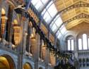 Dippy le diplodocus quitte le Musée d'Histoire naturelle de Londres