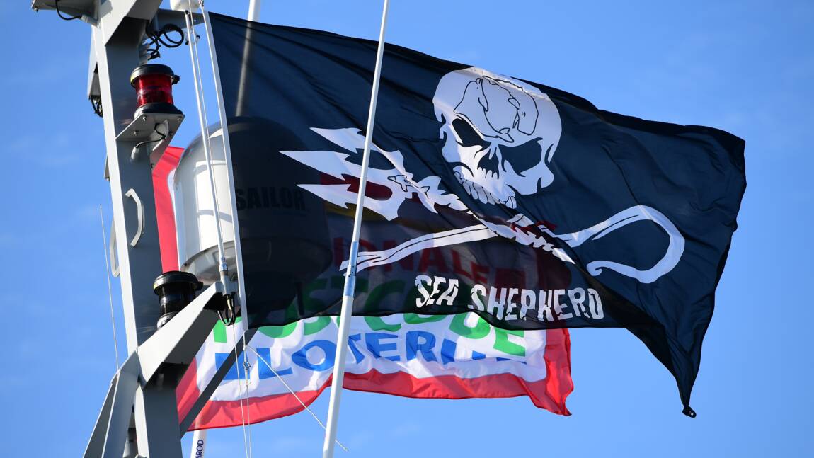 Chasse à la baleine aux Féroé: Sea Shepherd presse l'UE