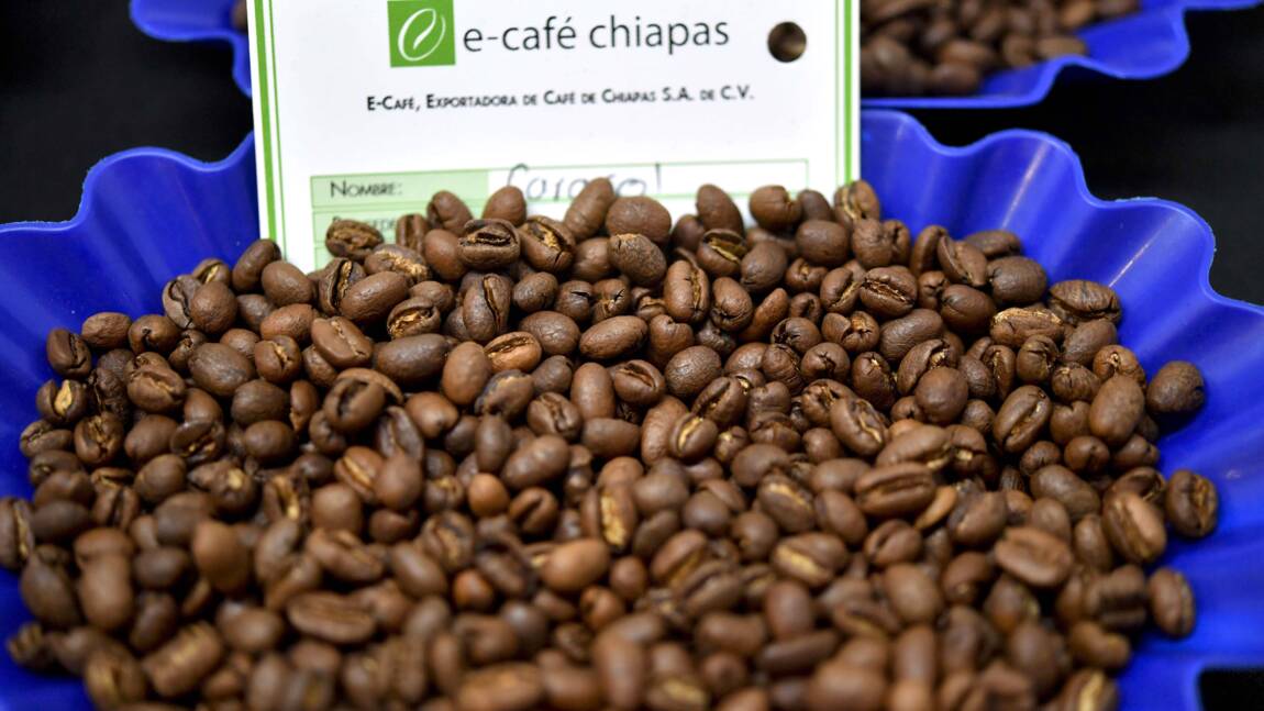 Réchauffement climatique: la production de café latino-américaine en danger