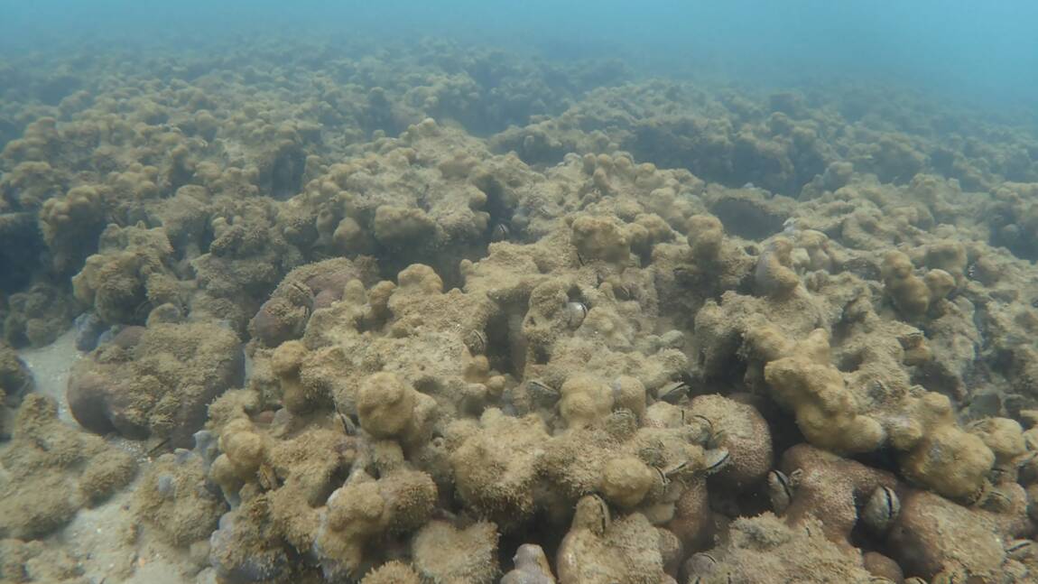 Coraux: 1% seulement du plus grand récif japonais reste sain
