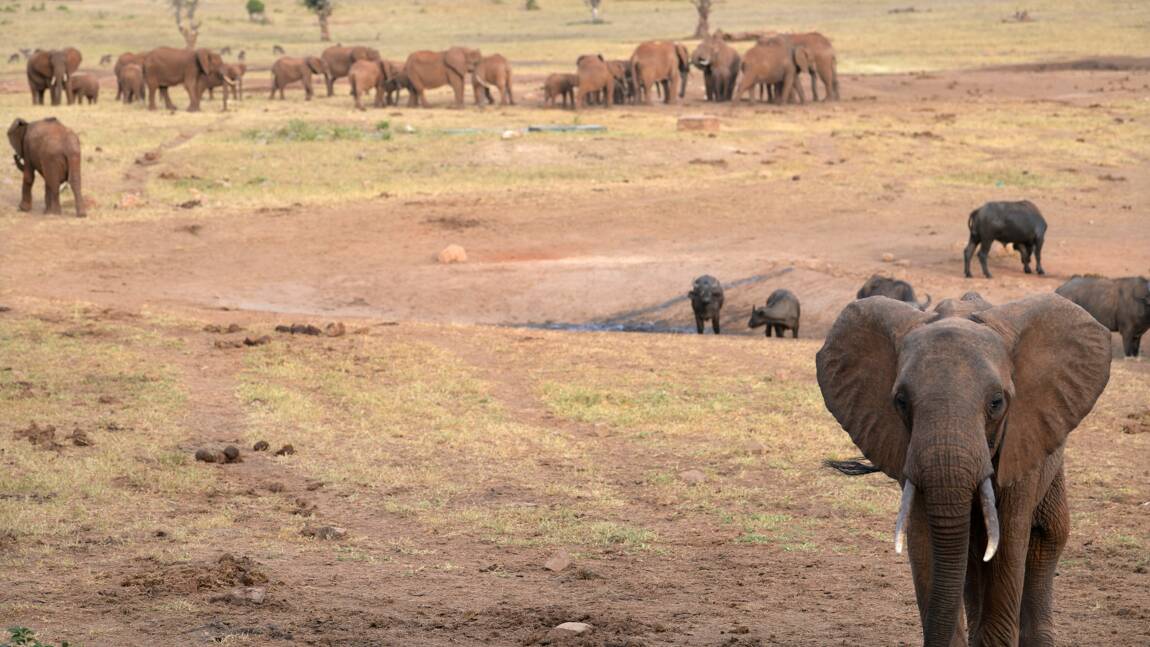 Centrafrique: les grands mammifères, victimes collatérales du conflit