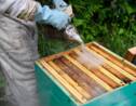 Abeilles : après l'hécatombe, des apiculteurs au combat pour sauver leurs ruches