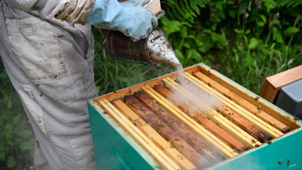 Abeilles : après l'hécatombe, des apiculteurs au combat pour sauver leurs ruches
