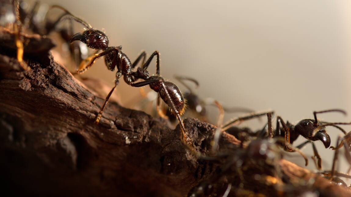 Certaines fourmis viennent au secours de leurs blessés