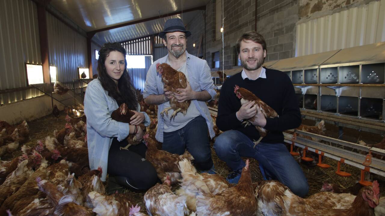 En France, une "maison de retraite" pour les poules sauvées de l'abattoir