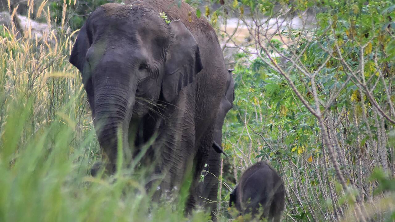 Naissance d'un éléphanteau de Sumatra dans une forêt protégée d'Indonésie