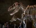 La Mongolie veut récupérer ses dinosaures pillés