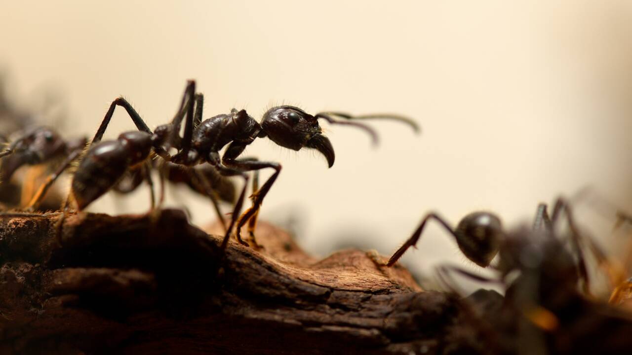 Les fourmis ont inventé l'agriculture des millions d'années avant les humains