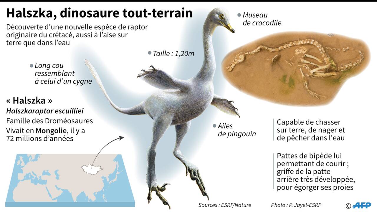 Entre vélociraptor, cygne et pingouin, un dinosaure nageur "très très bizarre"