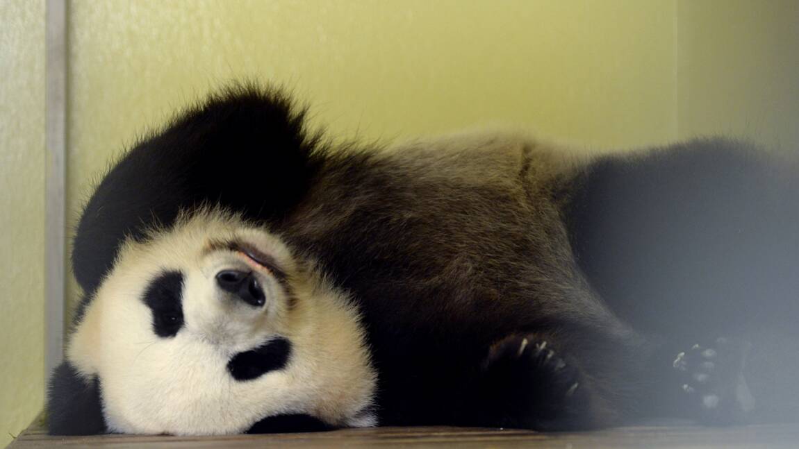 Zoo de Beauval: la femelle panda en gestation, une première en France