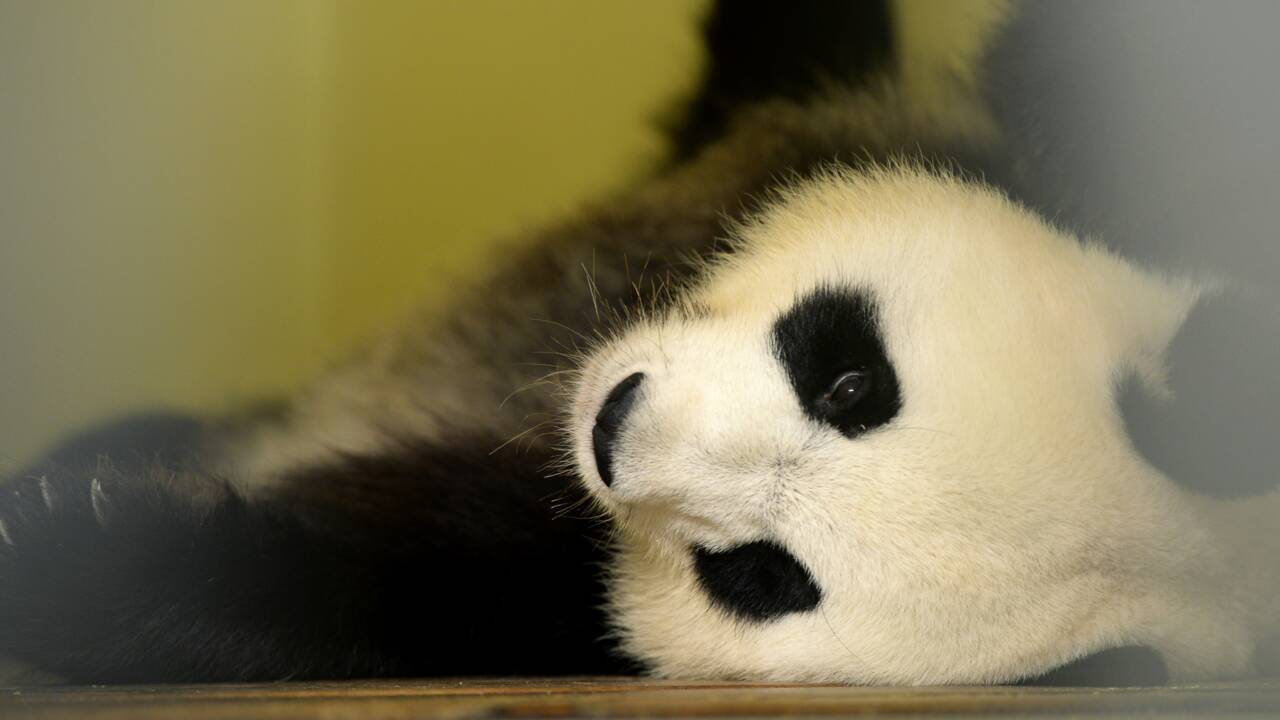 Les bébés pandas devraient naître dans la nuit de vendredi à samedi