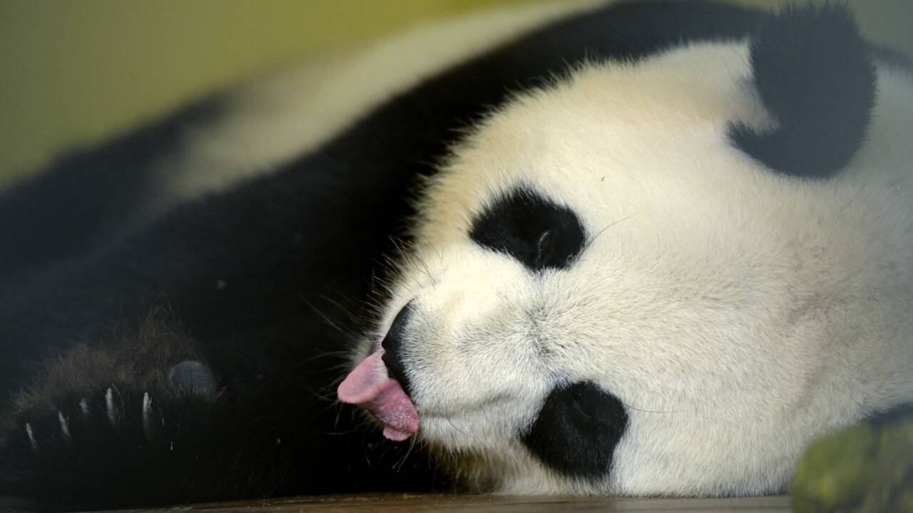 Zoo de Beauval: pour la première fois, une femelle panda en gestation en France