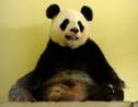 Deux bébés pandas au lieu d'un seul attendus au zoo de Beauval