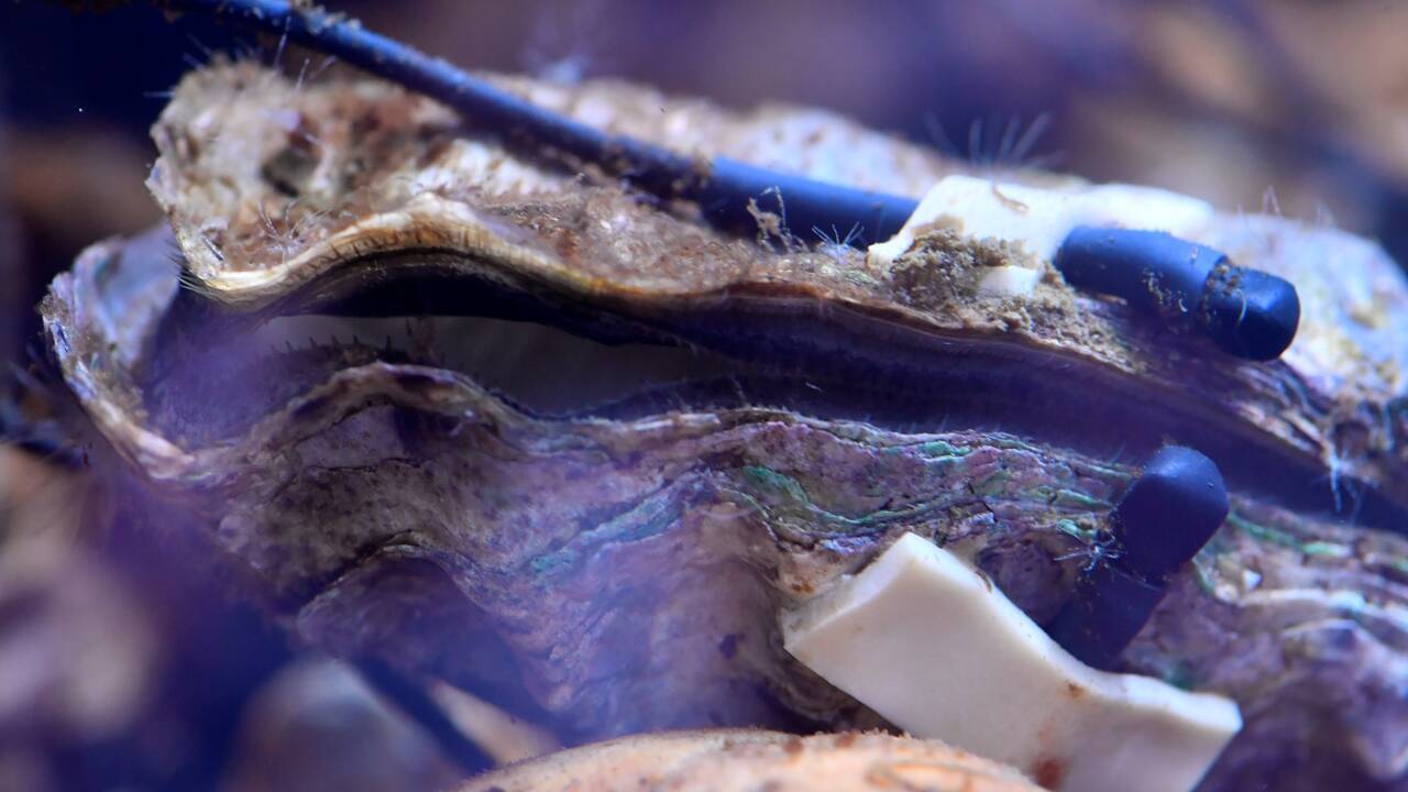 L'huître, sentinelle des pollutions marines