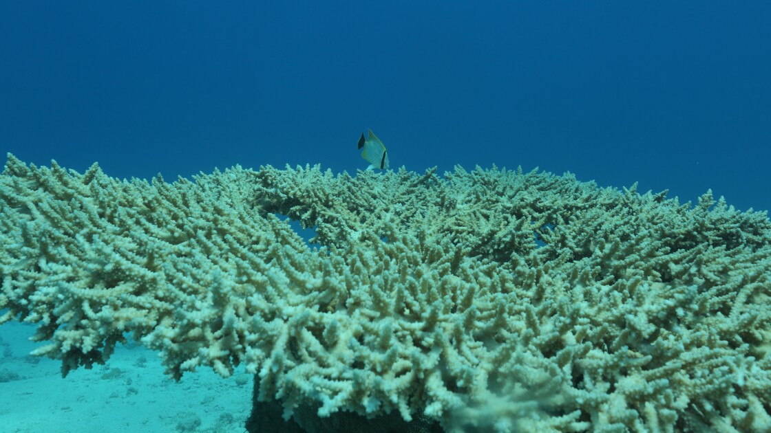 En Guadeloupe La Protection Des Coraux Se Perd Dans Les Meandres De L Administration Geo Fr