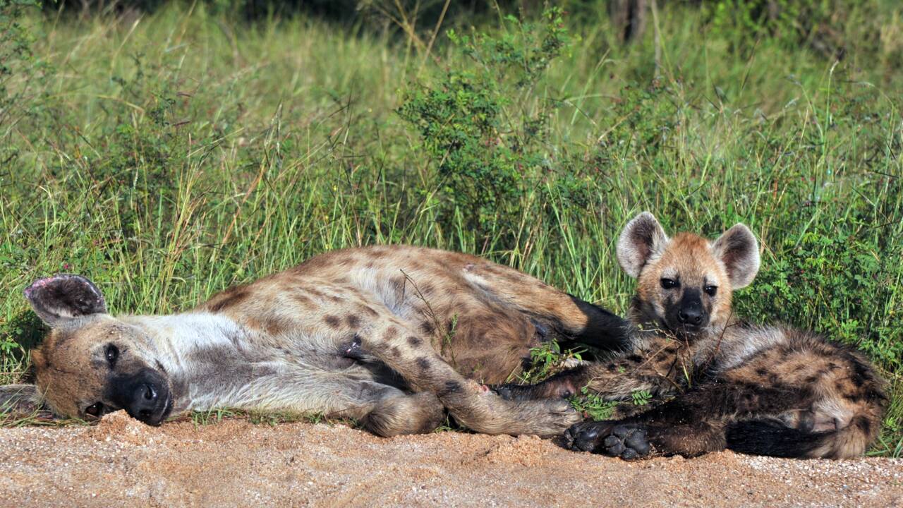 La hyène tachetée, espèce qu'on croyait disparue au Gabon