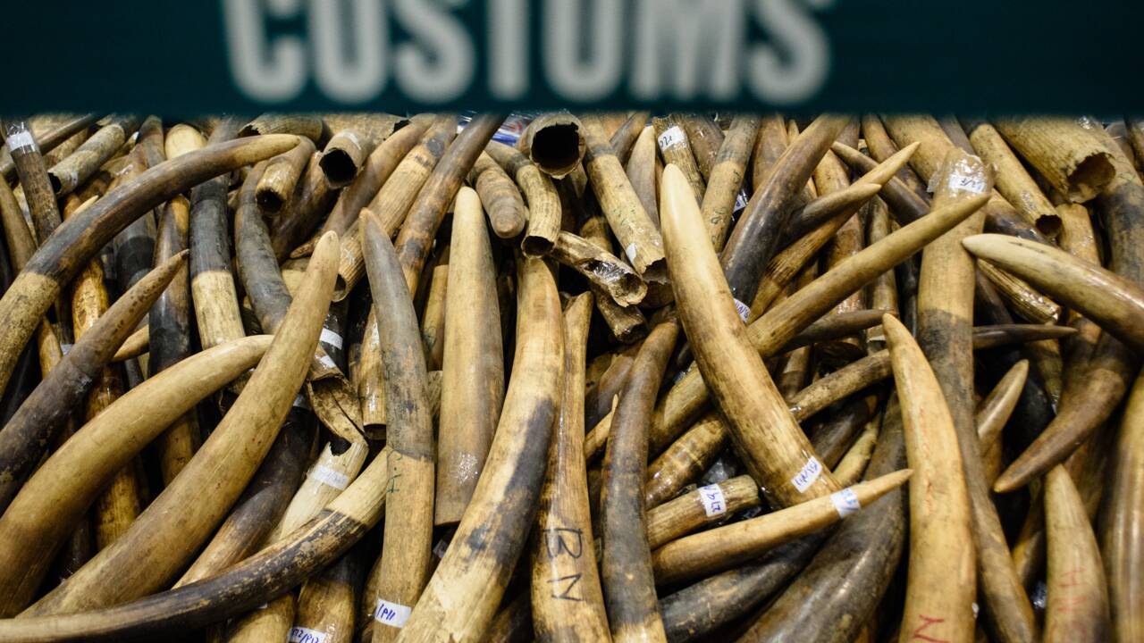 Afrique: de la poudre pour suivre à la trace les trafiquants d'ivoire